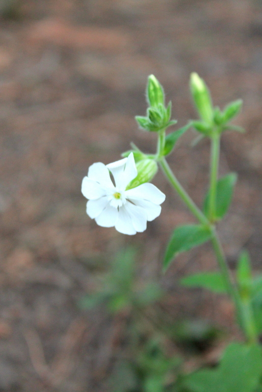 Campi Flegrei - Silene alba e vulgaris